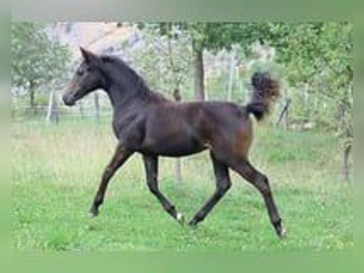 Selle Français Mare Foal (03/2025) 15,2 hh Brown in Sisteron Selle Français Mare Foal (03/2025) 15,2 hh Brown in Sisteron