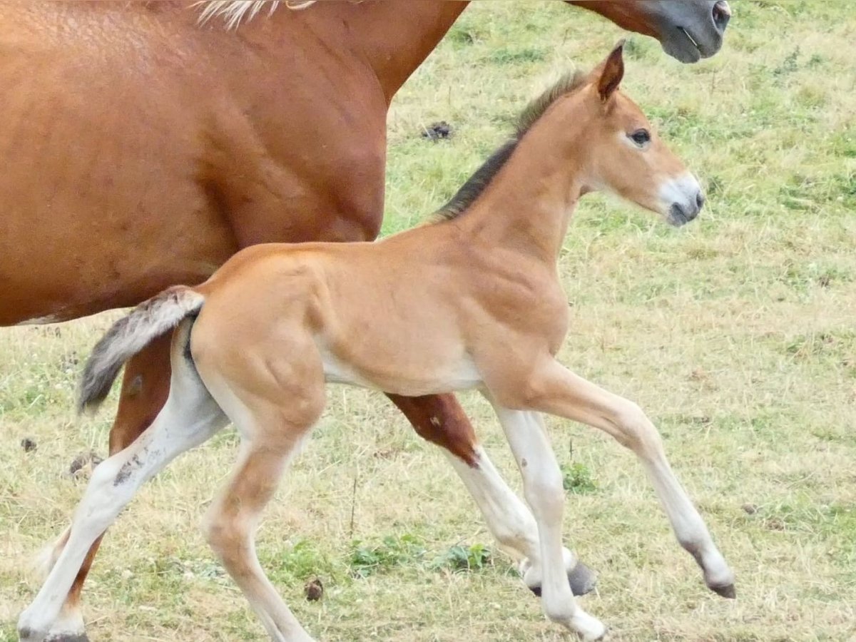 Selle Français Mare  16,1 hh Brown in Saint Sulpice