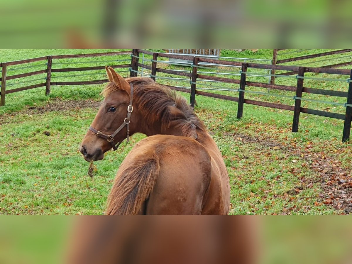 Selle Français Mare Foal (06/2025) 16,1 hh Chestnut-Red in Calvados