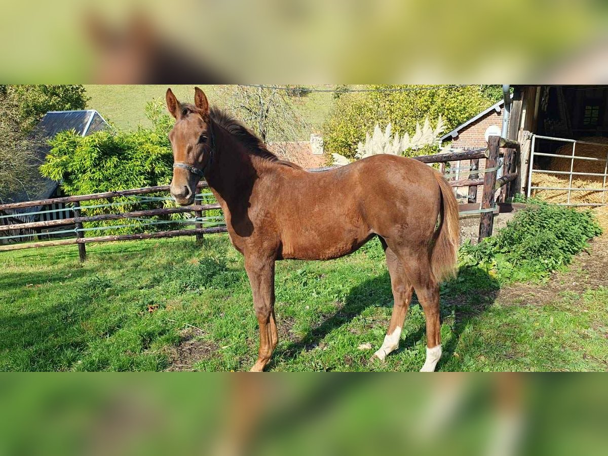 Selle Français Mare Foal (06/2025) 16,1 hh Chestnut-Red in Calvados Selle Français Mare Foal (06/2025) 16,1 hh Chestnut-Red in Calvados
