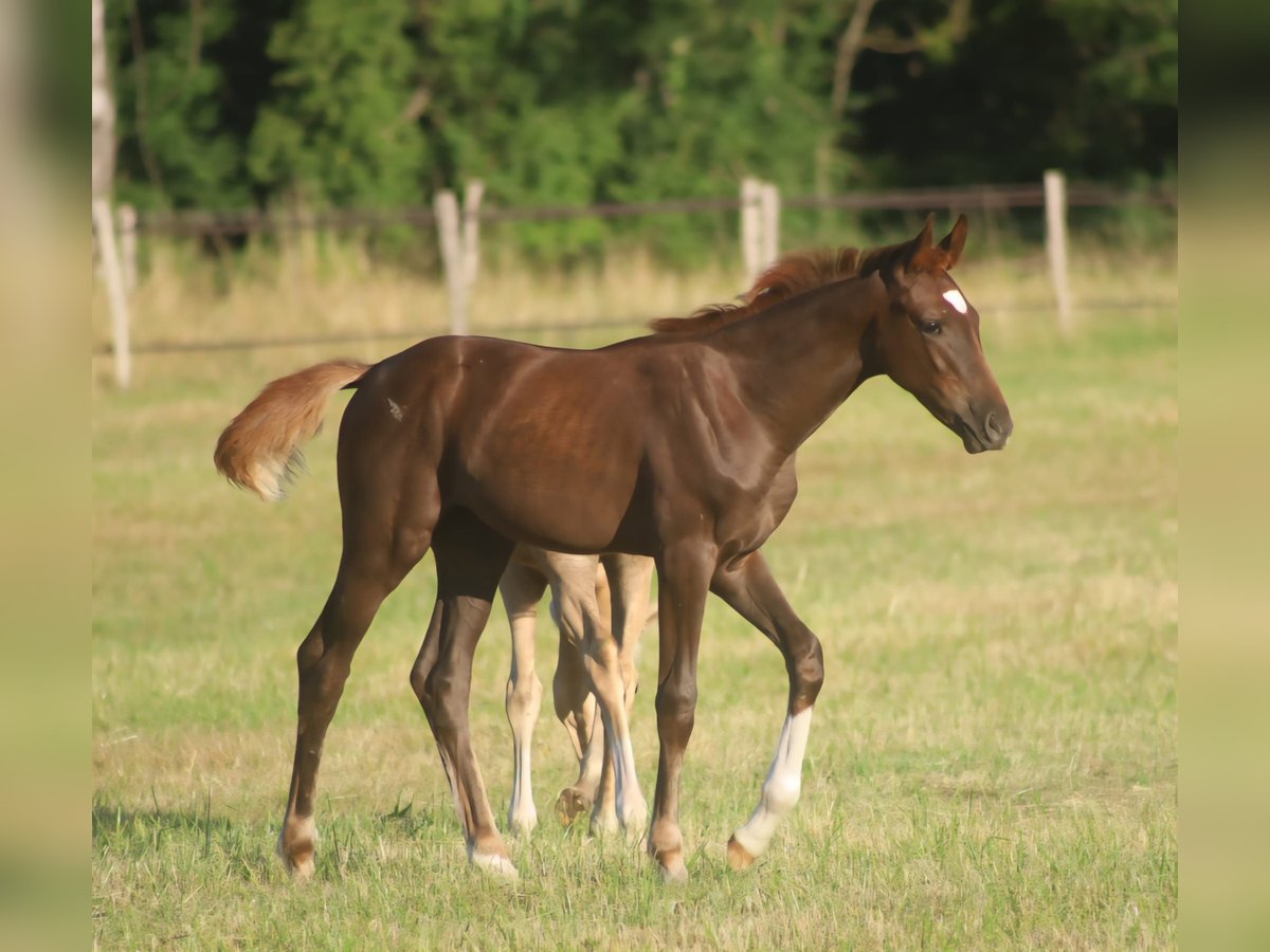 Selle Français Mare  16,2 hh Chestnut in Velars-sur-Ouche