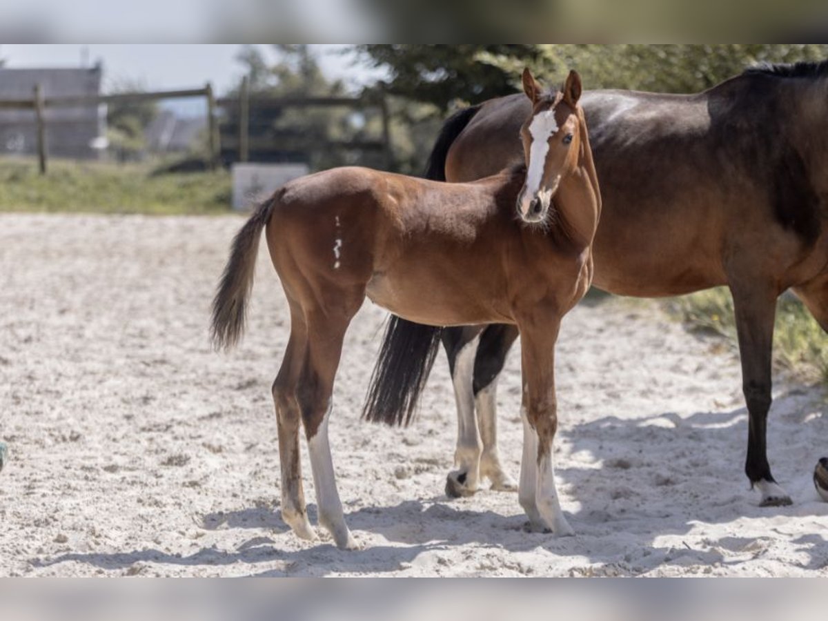 Selle Français Mare Foal (04/2025) Brown in Barenton