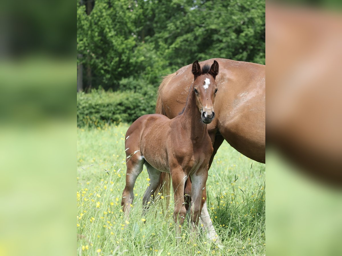 Selle Français Mare Foal (04/2024) Brown in Poligny