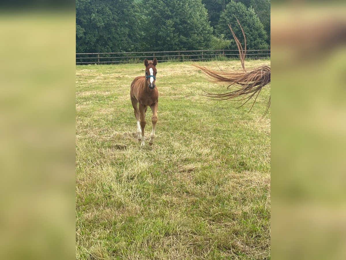 Selle Français Mare Foal (05/2025) Grey in dame marie