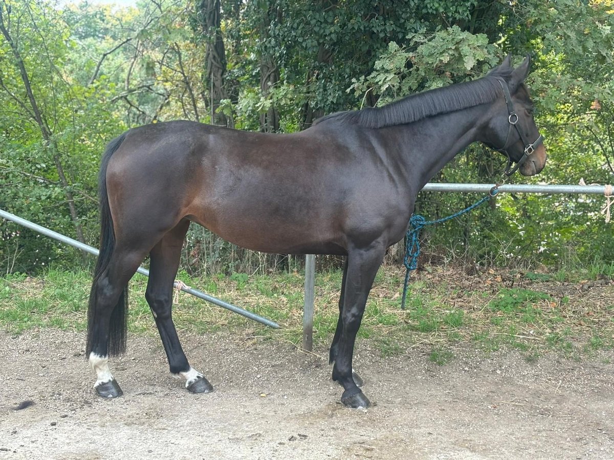 Selle Français Merrie 10 Jaar 163 cm Zwartbruin in Vich