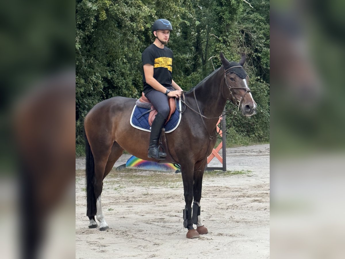 Selle Français Merrie 10 Jaar 165 cm Bruin in La Selle-sur-le-Bied