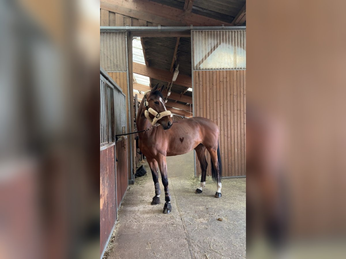 Selle Français Merrie 16 Jaar 167 cm Bruin in Bischwiller