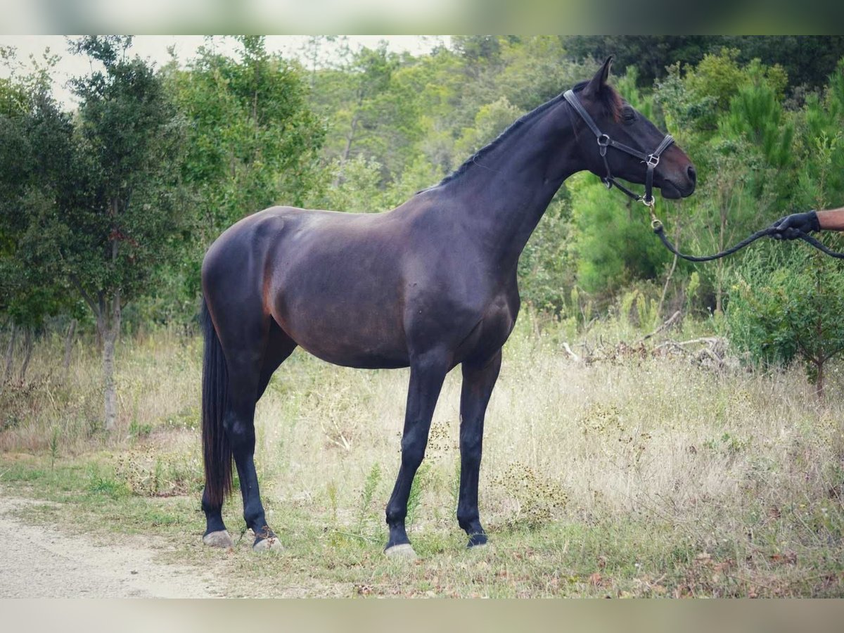 Selle Français Merrie 2 Jaar 165 cm Donkerbruin in Mornas