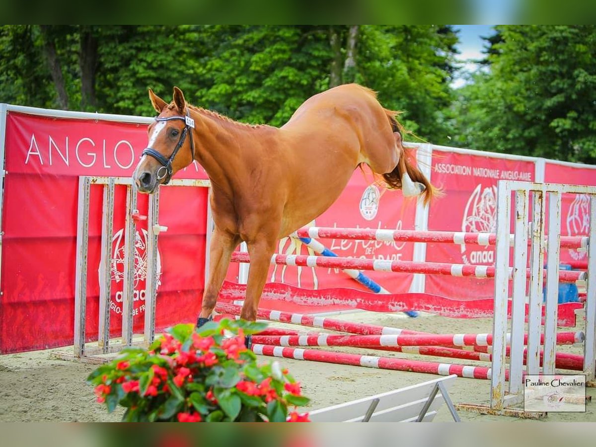 Selle Français Merrie 3 Jaar 162 cm Vos in Saint-Auvent