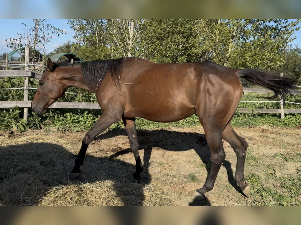 Selle Français Merrie 3 Jaar 165 cm Bruin in GROTE-BROGEL