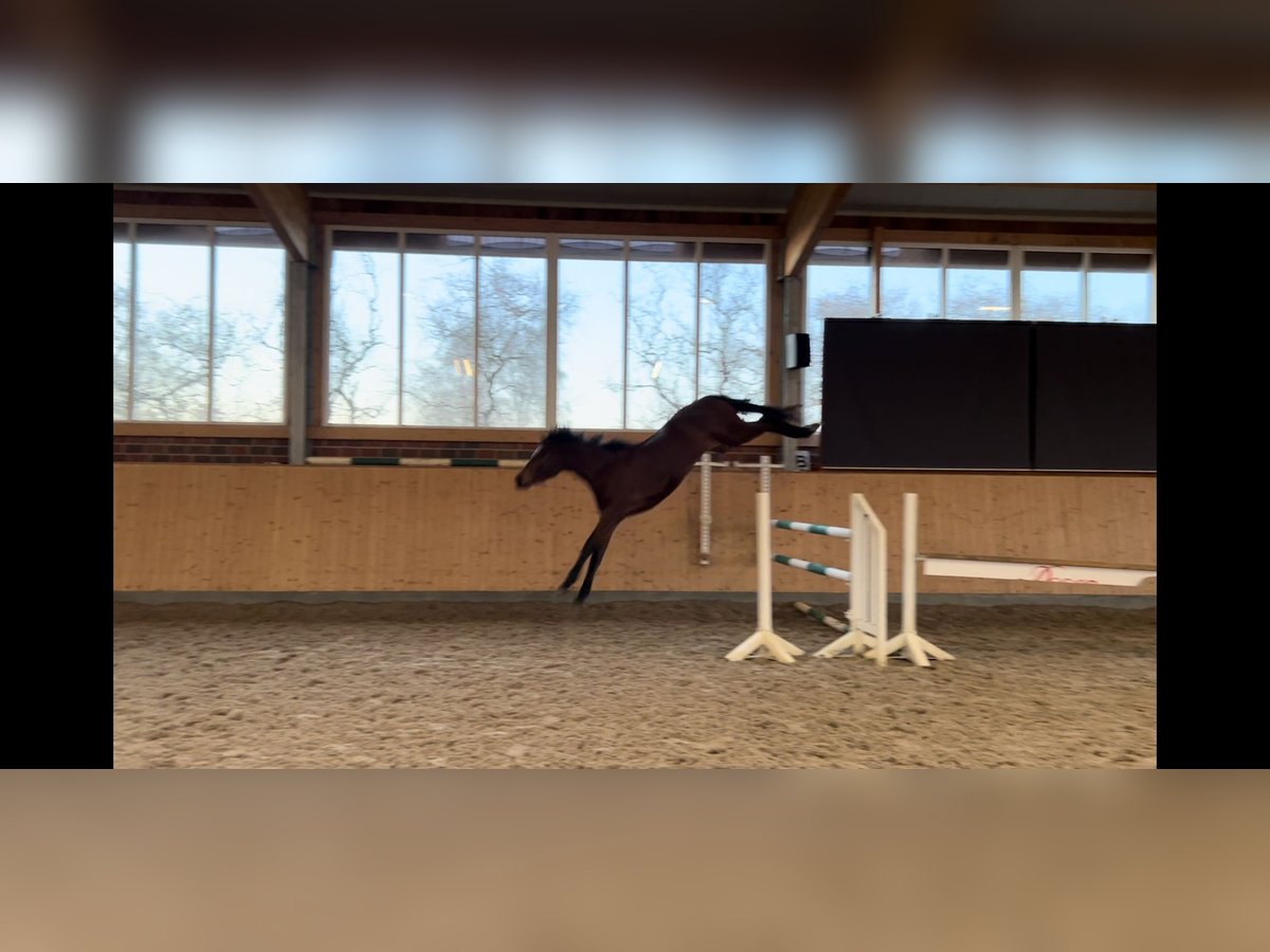 Selle Français Merrie 3 Jaar 165 cm Bruin in Wohltorf