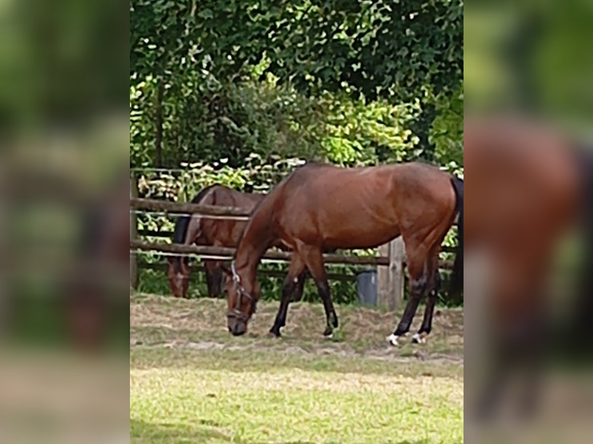 Selle Français Merrie 4 Jaar 164 cm Bruin in FLERS