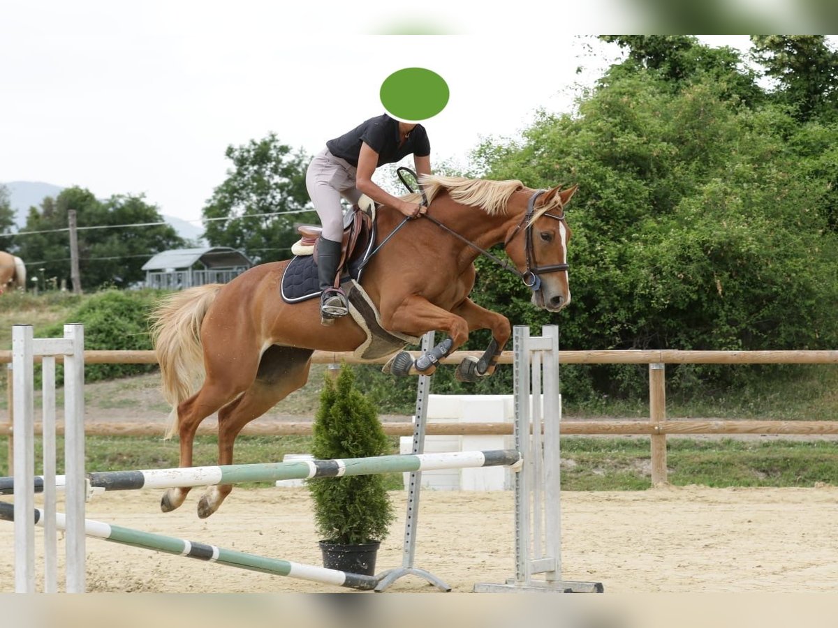 Selle Français Merrie 5 Jaar 162 cm Roodvos in Riboulam