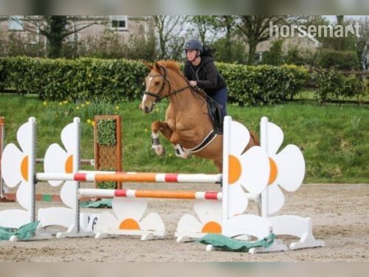 Selle Français Mix Merrie 7 Jaar Donkere-vos in Cork