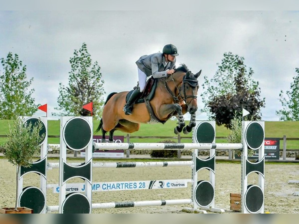 Selle Français Merrie 8 Jaar 168 cm Bruin in Versailles