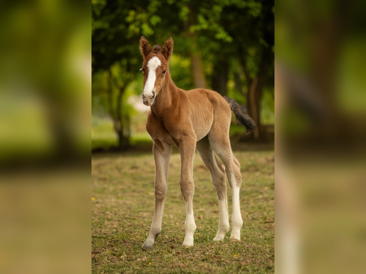 Selle Français Merrie veulen (01/2024) 165 cm Roodbruin in Estadens