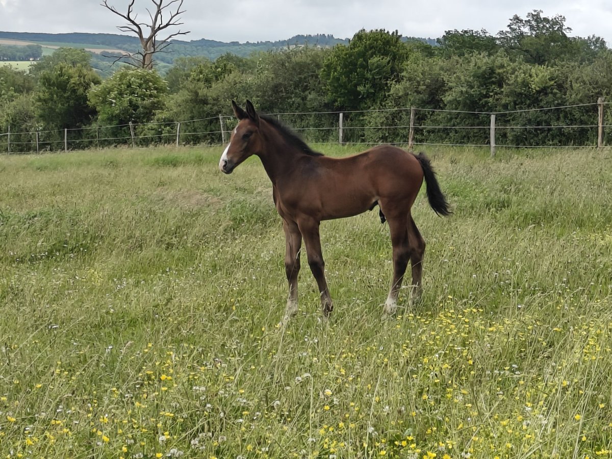 Selle français Ogier Źrebak (05/2024) Ciemnogniada in Bezonnes