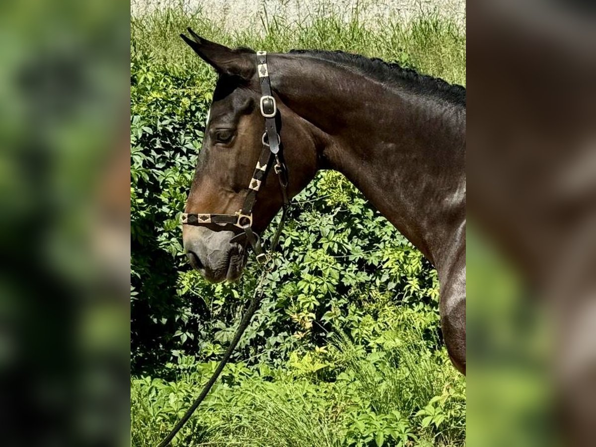 Selle Français Ruin 10 Jaar 170 cm Bruin in GROTE-BROGEL