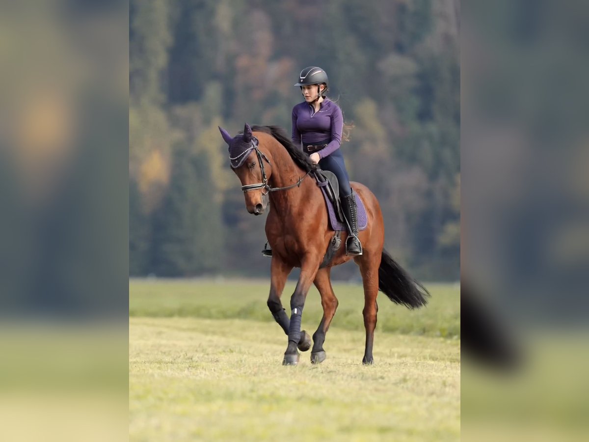 Selle Français Ruin 11 Jaar 166 cm Bruin in Schlins