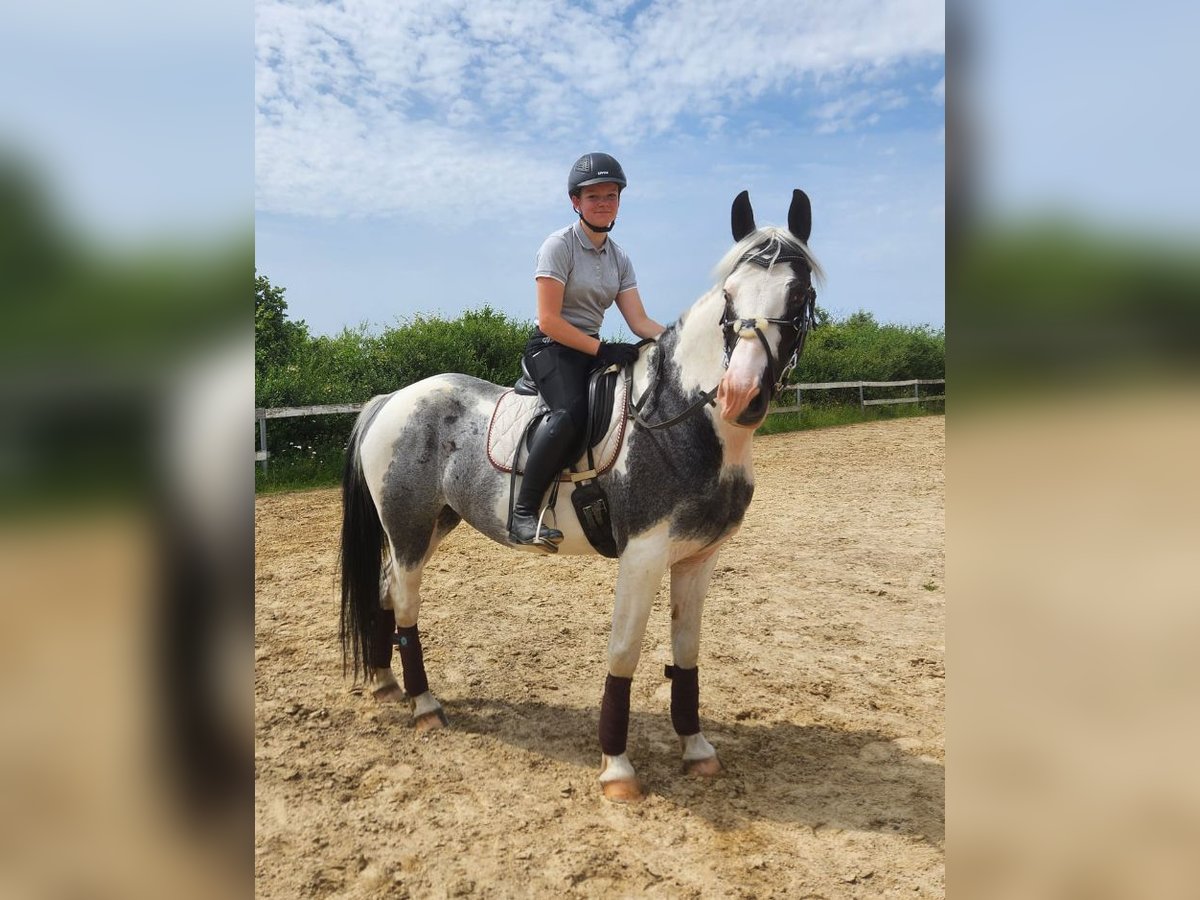 Selle Français Ruin 12 Jaar 163 cm Gevlekt-paard in Rennerod