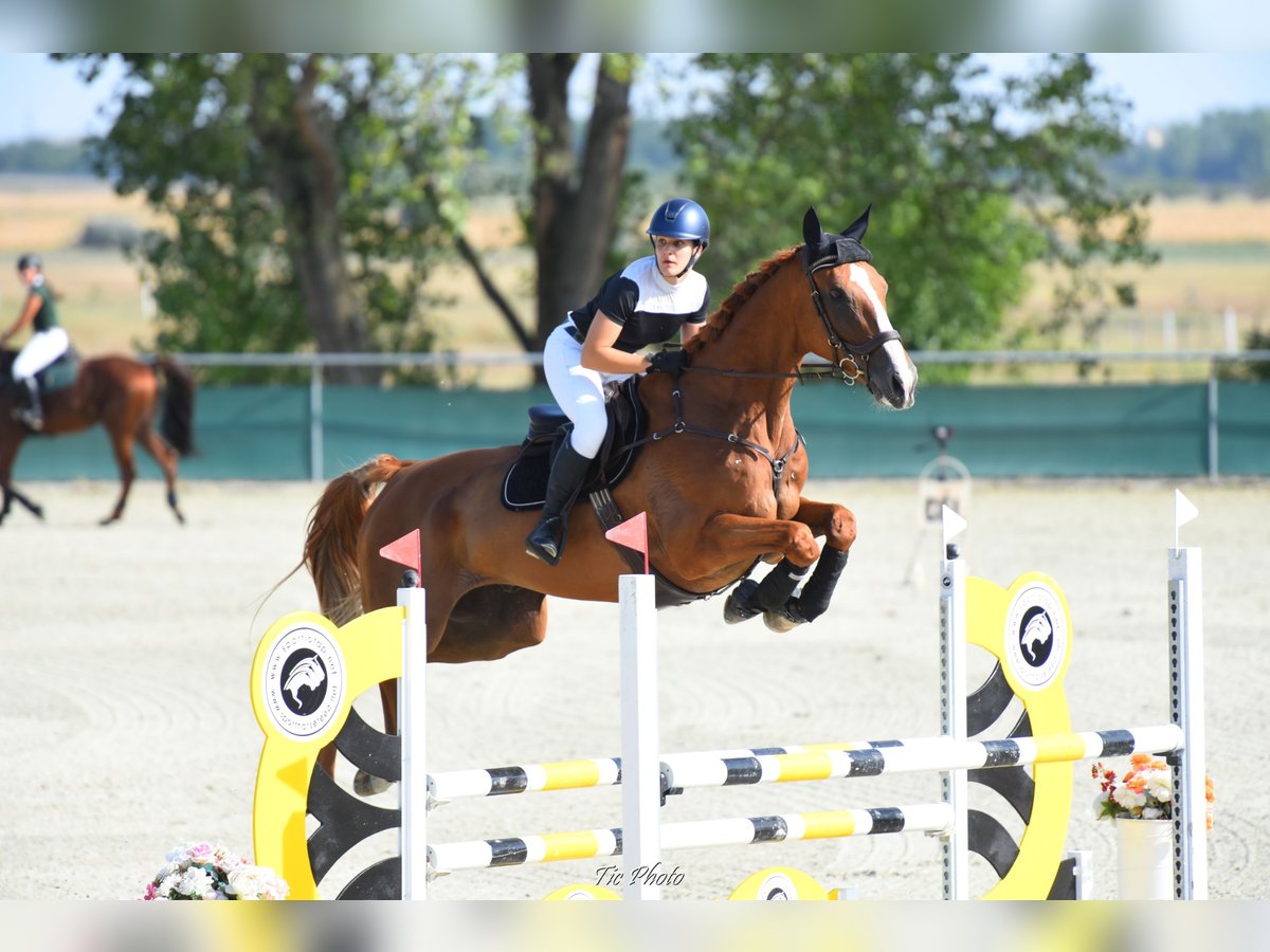 Selle Français Ruin 14 Jaar 180 cm Donkere-vos in Komárom