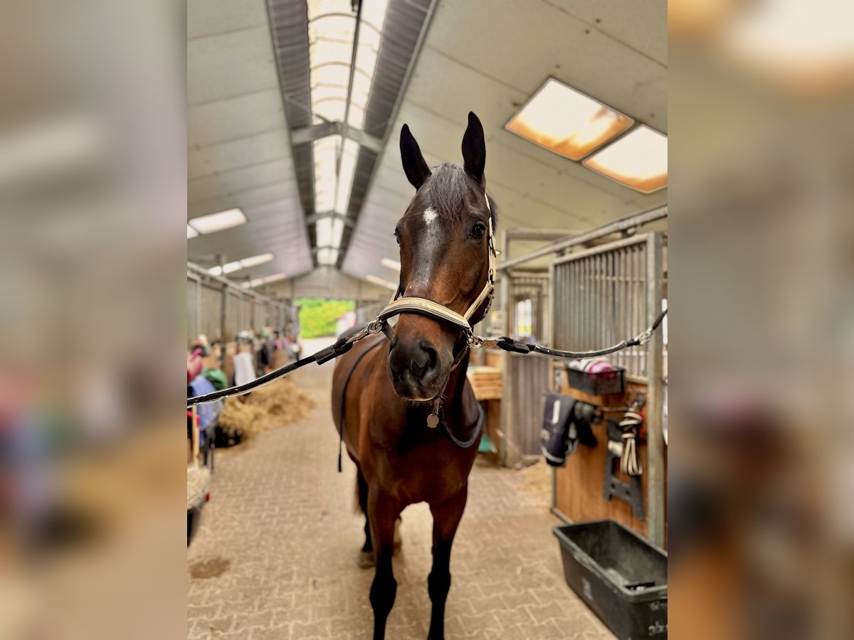 Selle Français Ruin 6 Jaar 175 cm Bruin in D&#xFC;ren