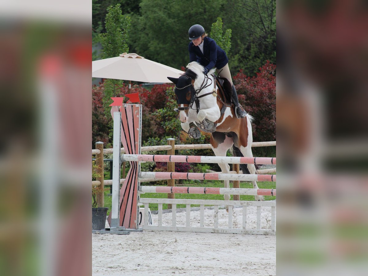 Selle Français Ruin 7 Jaar 165 cm Gevlekt-paard in Torino