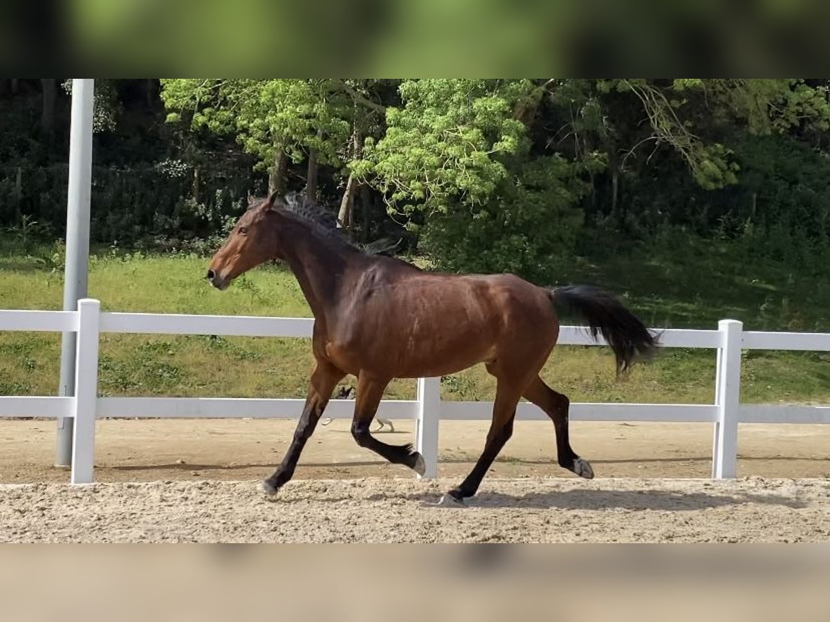 Selle Français Ruin 9 Jaar 175 cm Bruin in Santa Susanna