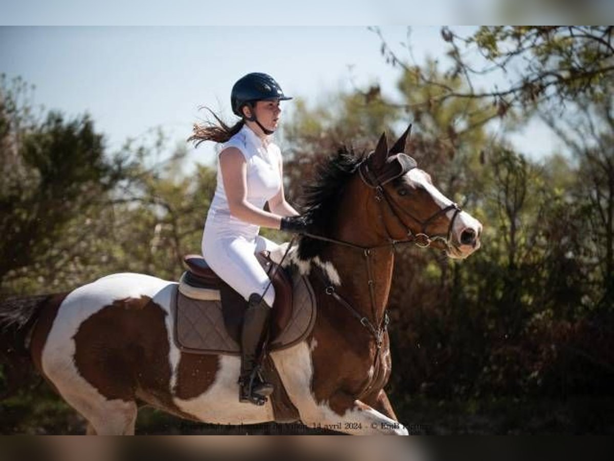 Selle Français Stallion 13 years 15,2 hh in roanne