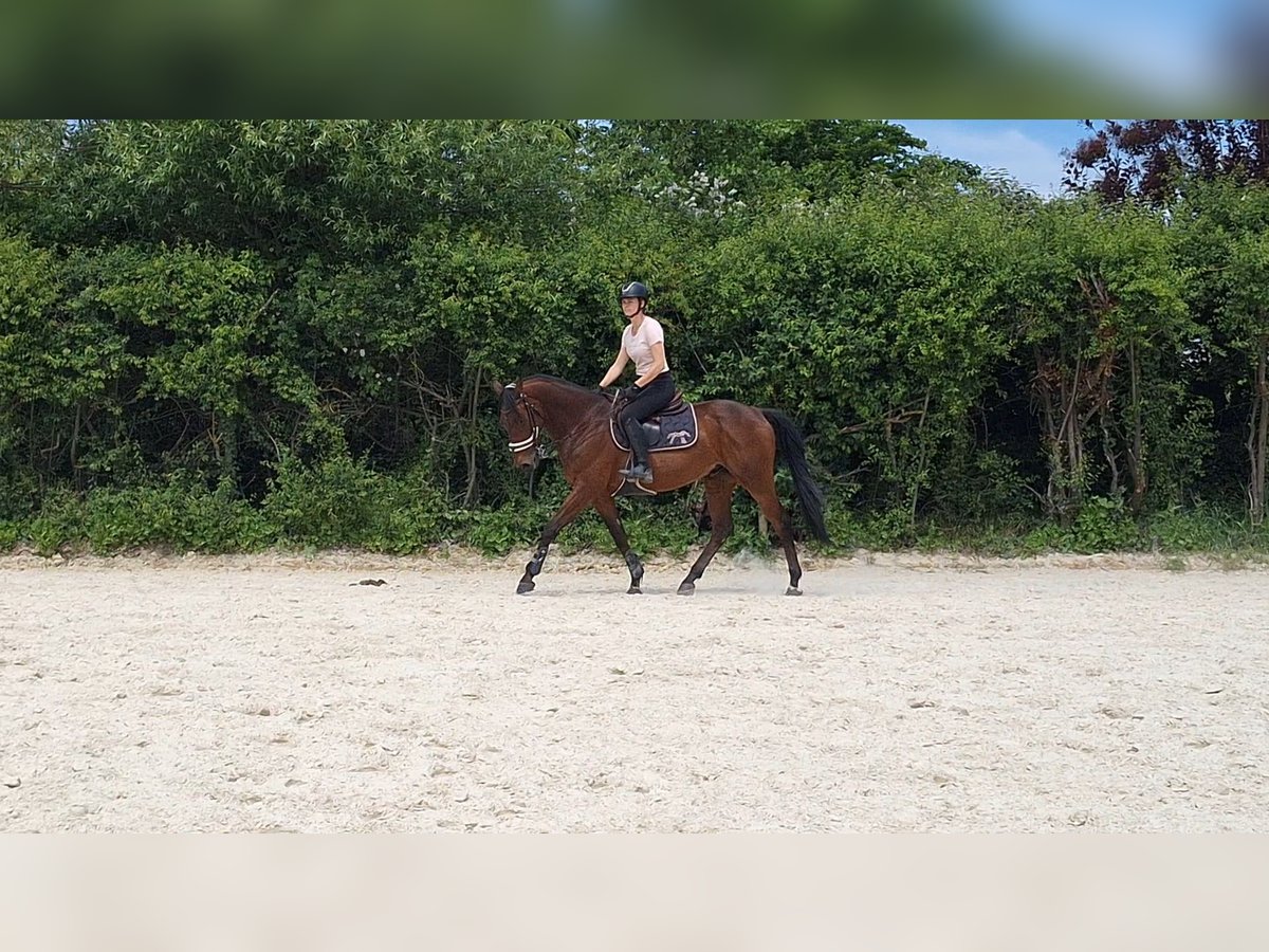 Selle Français Stallion 14 years 15,2 hh Brown in Sainte-Paule