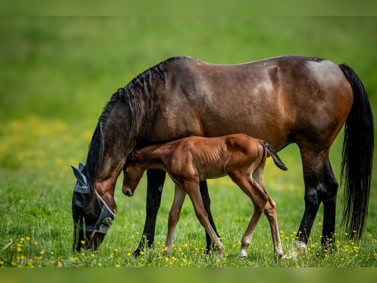 Selle Français Stallion 1 year 12,2 hh Brown in Santeny