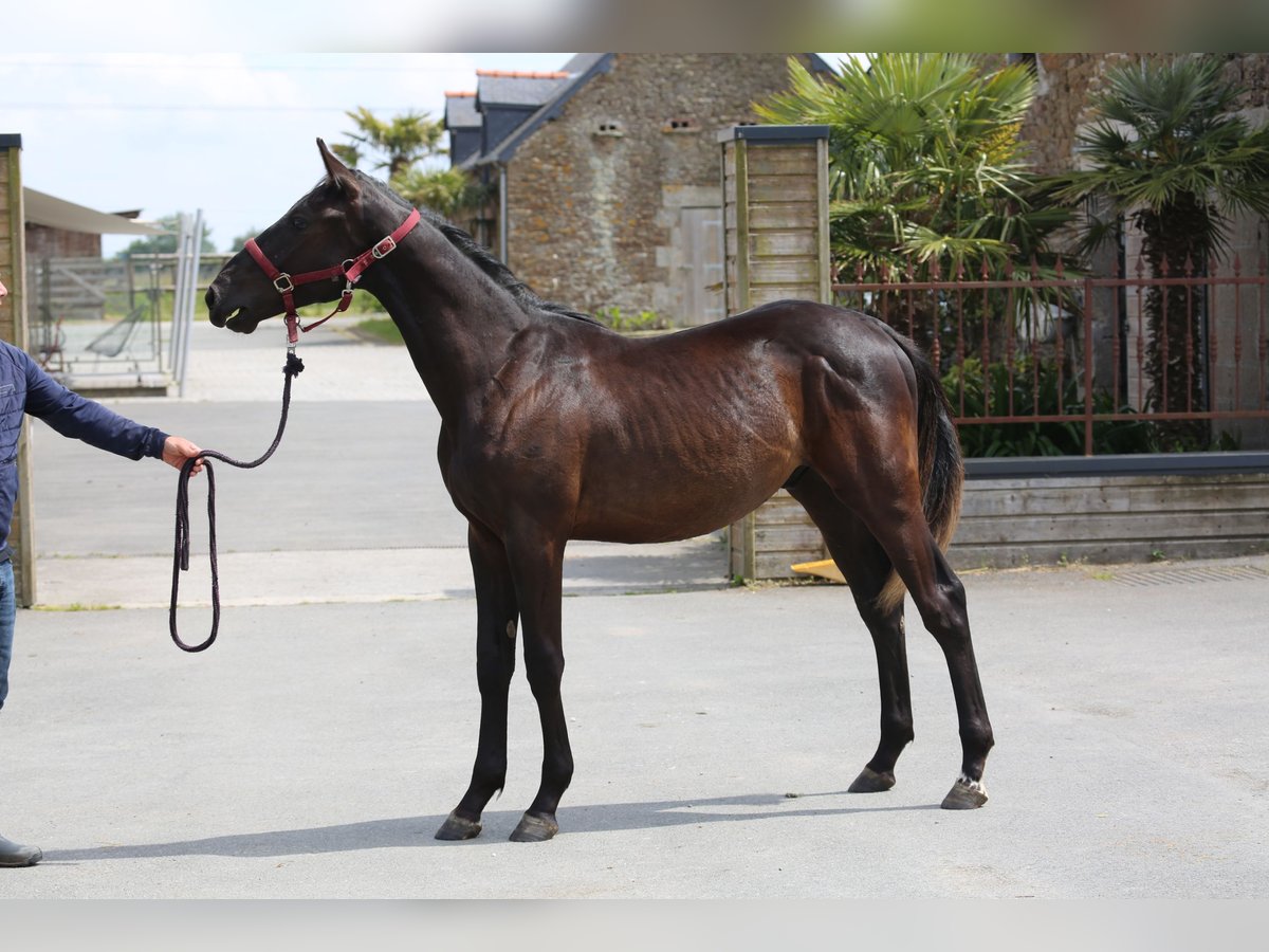 Selle Français Stallion 1 year 13,1 hh Black in Pleurtuit