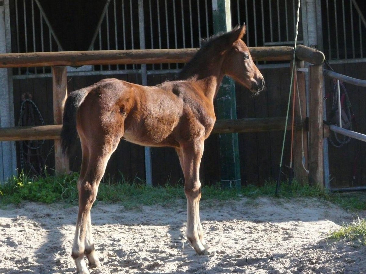 Selle Français Stallion 1 year 14,1 hh Brown in Jetterswiller