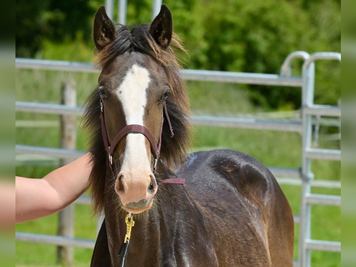 Selle Français Stallion 1 year 14,3 hh Smoky-Black in Tr&#xE9;v&#xE9;