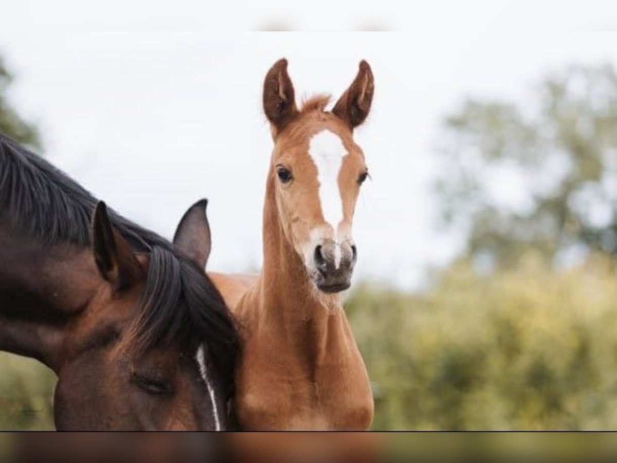 Selle Français Stallion 1 year 16 hh Chestnut in Saint-Lô