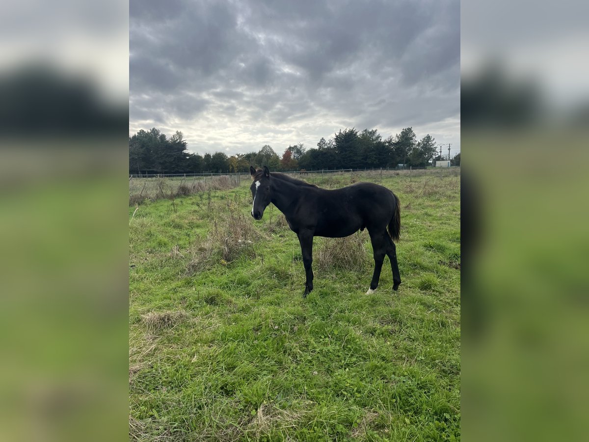 Selle Français Stallion 1 year Black in Sainte-Anne-sur-Vilaine