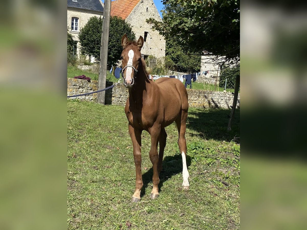 Selle Français Stallion 1 year Chestnut-Red in Formigny