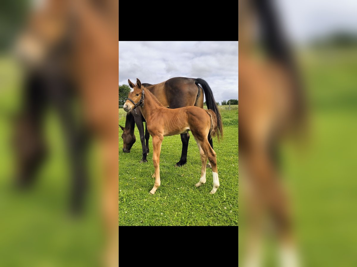 Selle Français Stallion 1 year Chestnut in DURCET