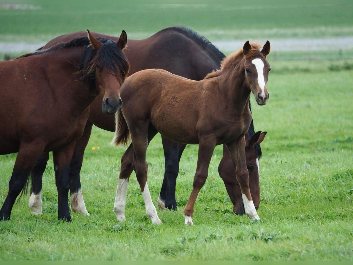 Selle Français Stallion 1 year Chestnut in SANDAUCOURT