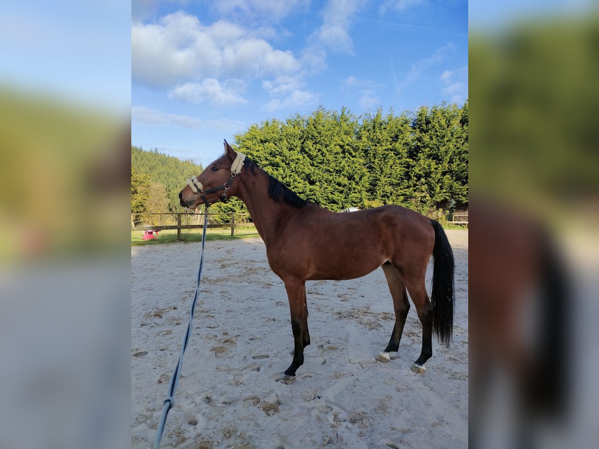 Selle Français Stallion 2 years 16,2 hh Brown in Medico Cebreiro