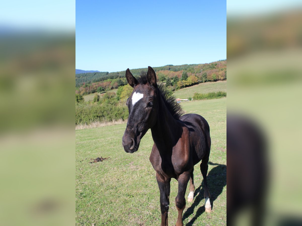 Selle Français Stallion 2 years 16 hh Black in Cenves