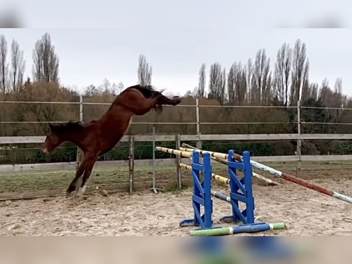 Selle Français Stallion 2 years 16 hh Brown in Saint-L&#xE9;ger