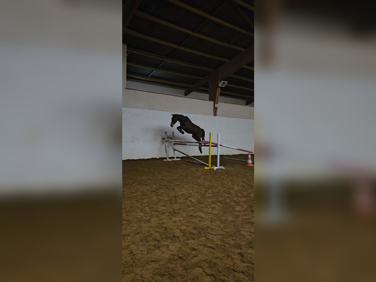 Selle Français Stallion 2 years 17,2 hh Brown in Bray-et-Lû
