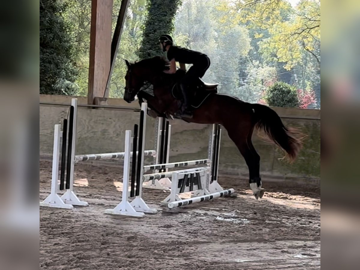 Selle Français Stallion 4 years 16,1 hh Brown in GROTE-BROGEL