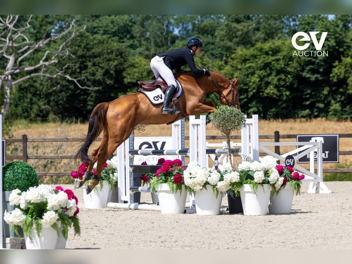 Selle Français Stallion 4 years 16,1 hh Chestnut-Red in Saint-Pierre-de-Coutances