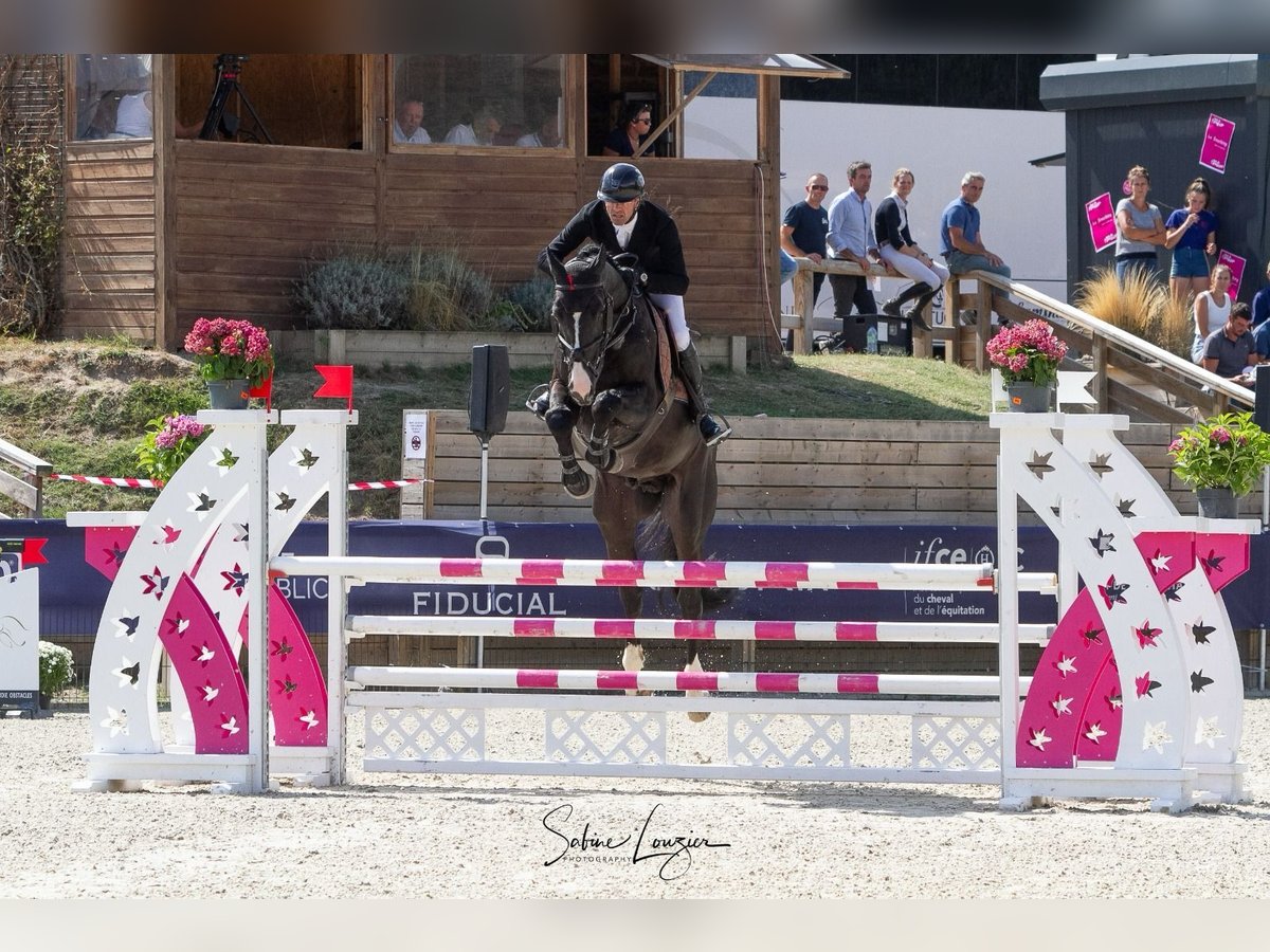 Selle Français Stallion 8 years 16,3 hh Smoky-Black in Saint Lô