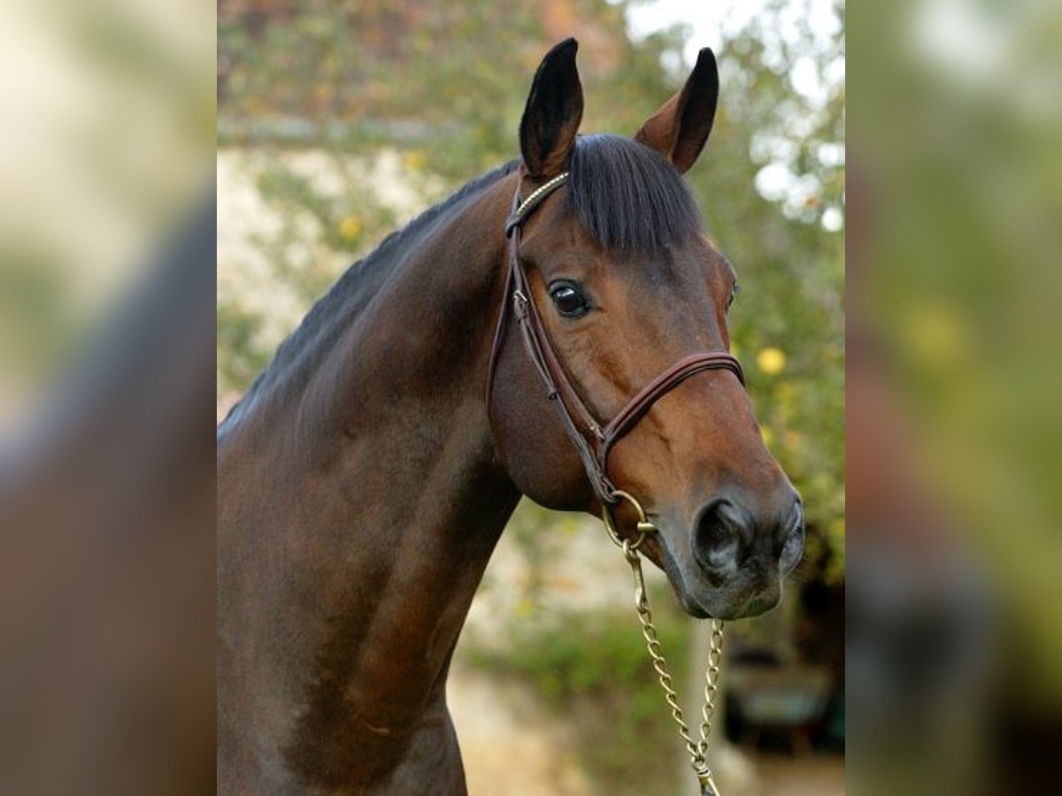 Selle Français Stallion Bay-Dark in GOVEN