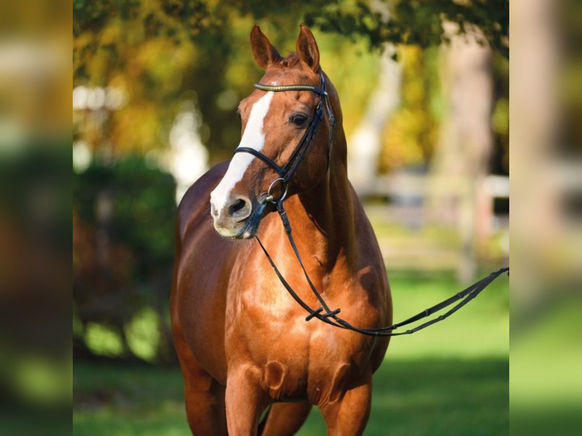Selle Français Stallion Chestnut-Red in Klein Offenseth-Sparrieshoop