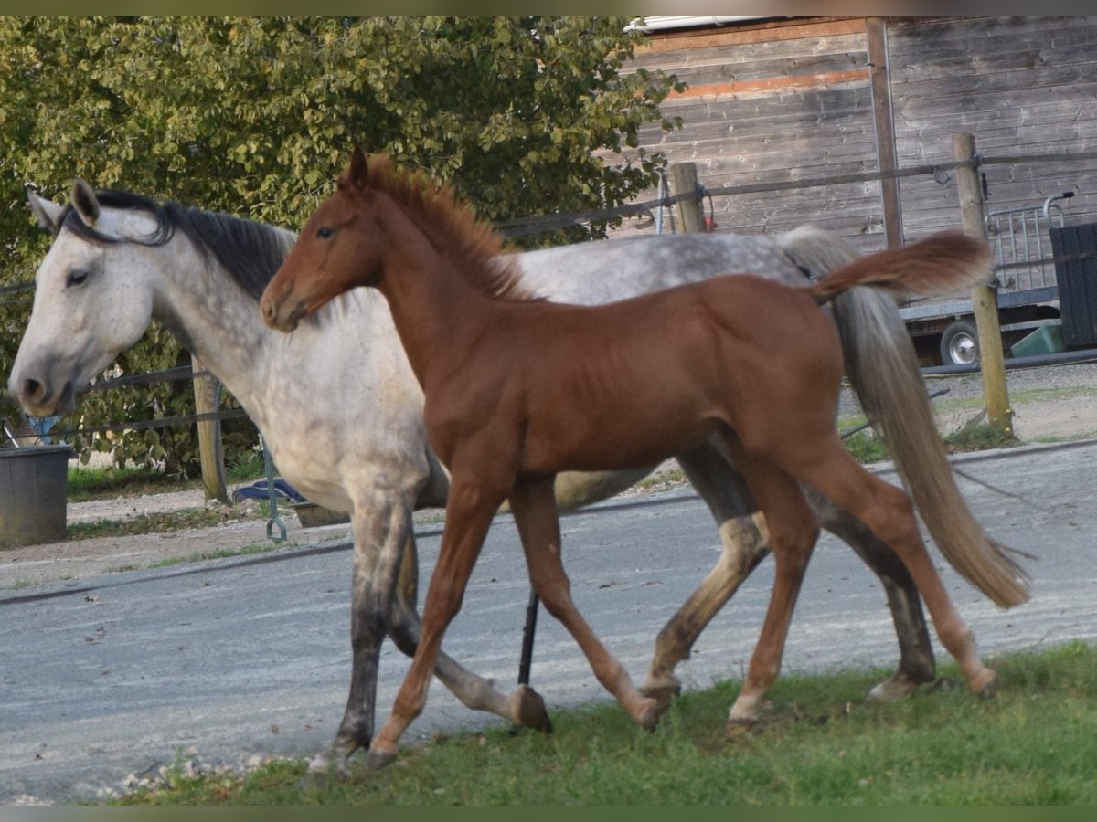 Selle Français Stallion Foal (01/2025) 12,2 hh Chestnut-Red in Lombron