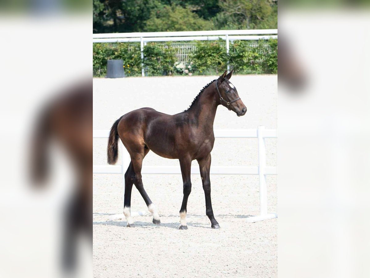 Selle Français Stallion Foal (06/2025) 16,2 hh Bay-Dark in Calvados